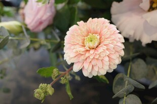 粉嫩大丽花绽放