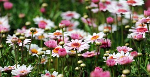 缤纷雏菊绽放于绿草地