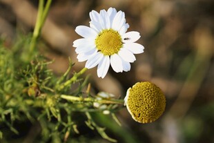清新雏菊特写