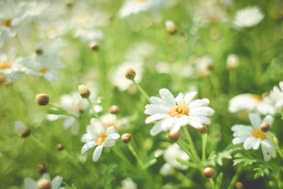 春日小白菊