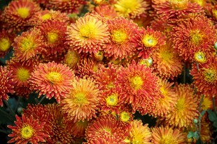 鲜艳橘黄菊花绽放
