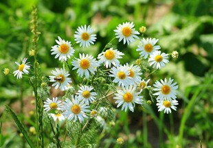 小雏菊
