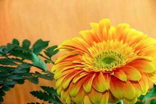 橙黄色菊花特写