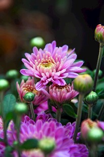 娇艳绽放的紫色菊花