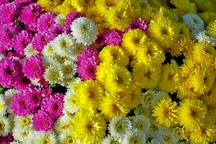 多彩菊花绽放