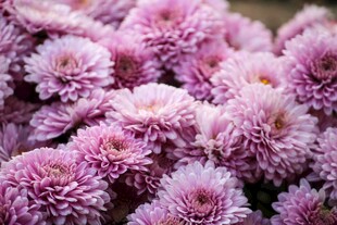 粉紫色菊花绽放
