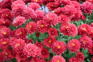 鲜艳红菊花绽放