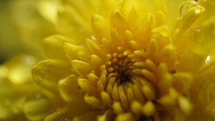 黄色菊花特写