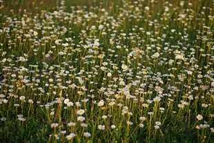 蒲公英花海