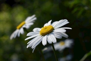 清新雏菊
