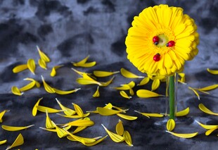 黄色菊花与散落花瓣