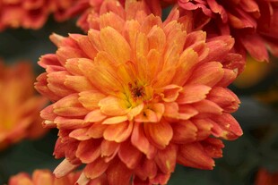 橙红色菊花特写