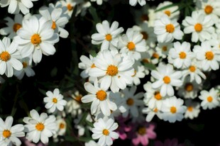 白色雏菊