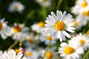 清新雏菊