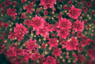 红色菊花
