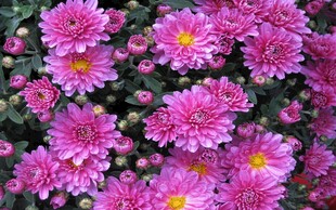 紫色菊花
