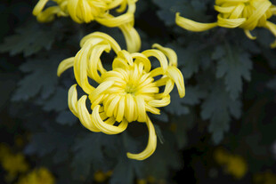 卷曲黄菊花特写