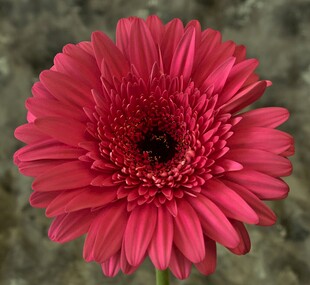 鲜艳玫红色非洲菊特写