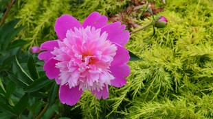 芍药