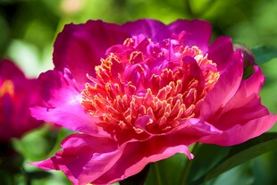 牡丹花