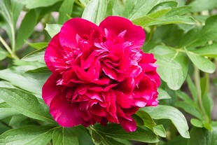 芍药