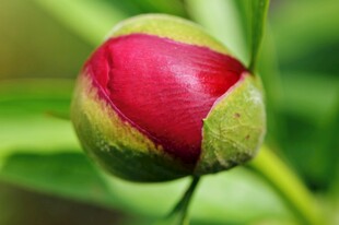 牡丹花花蕾