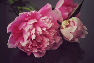 芍药花