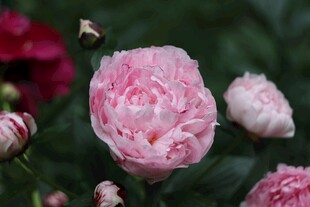 芍药