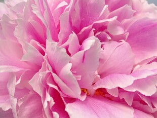 粉色牡丹花