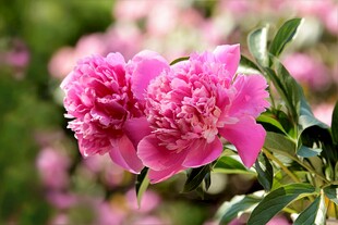 粉色芍药花