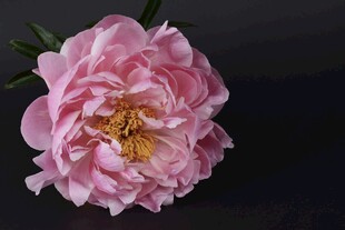 粉色牡丹花