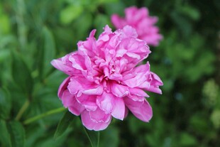 芍药花