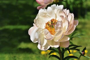 白色芍药