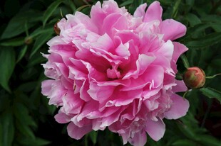 粉色芍药花