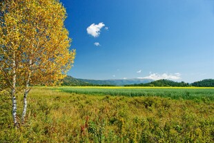 秋日原野双树美景
