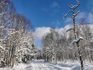 冬日雪林美景