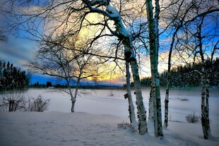 冬日雪林日落美景