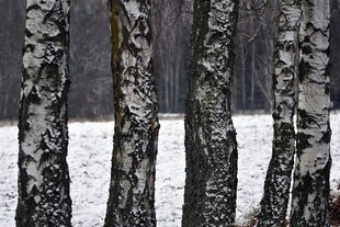 冬日雪覆桦林景象