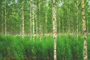 茂密白桦林与翠绿草地