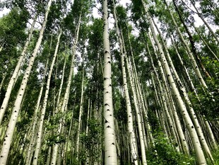 高耸入云的挺拔竹林