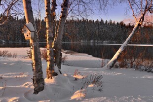 冬日雪林湖畔美景