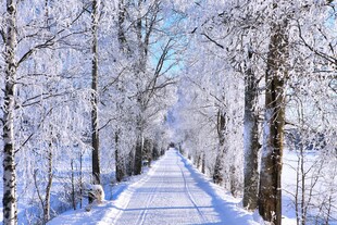 冬日雪林小路美景