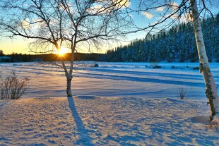 冬日雪地落日树林美景