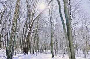 冬日雪林阳光洒落林间
