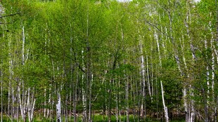 翠绿桦树林景观