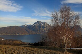 湖畔枯树与远山美景