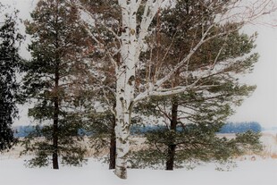 冬日雪覆白桦林美景