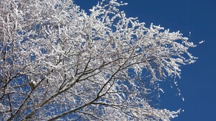 雪覆枝头蓝天映衬美景