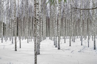 冬日白桦林雪景