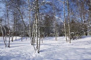 冬日雪林景色